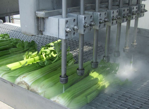 GRID-KMT-AQUALINE-WATER-ONLY-CONVEYOR-CUTTING-CELERY